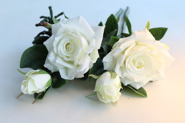 White roses on the white background show the pure of life