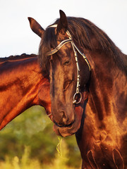 portraits of Trakehner stallions