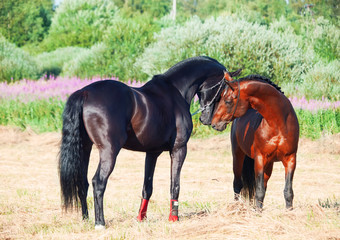 couple of Trakehner stallions in meadow