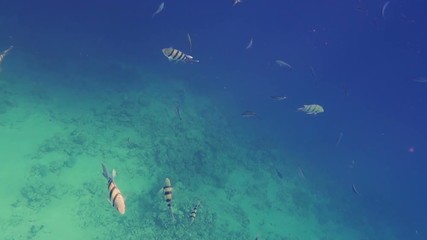 Underwater coral reef with tropical fish sergeant major