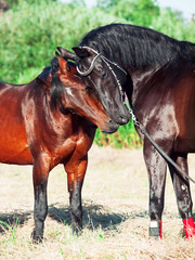 couple of Trakehner stallions in summer meadow