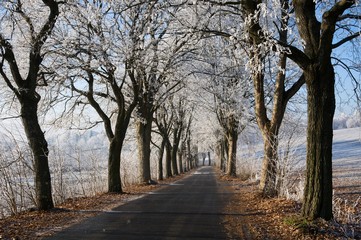 A cold winter day and frost on trees