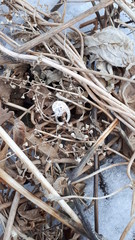 Украшение на пожухлой трав