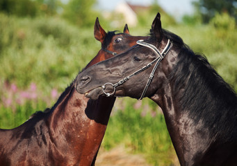 portrait of two  Trakehner stallions