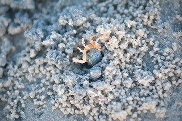 Crabs and sand grains on the beach with blurred background