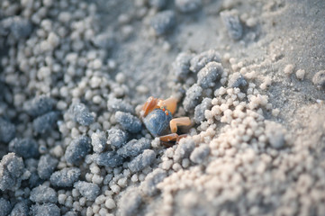 Crabs and sand grains on the beach with blurred background