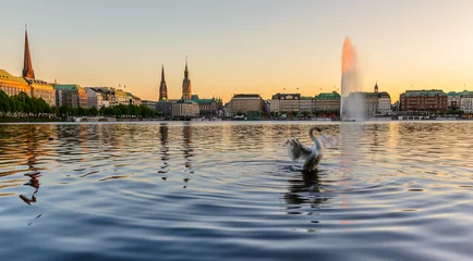 Ein Schwan breitet seine Flügel während eines Sonnenuntergangs auf der Binnenalster aus © dominikfrings