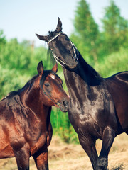 couple of Trakehner stallions in meadow