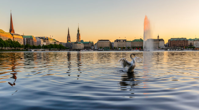 Ein Schwan breitet seine Fl&uuml;gel w&auml;hrend eines Sonnenuntergangs auf der Binnenalster aus