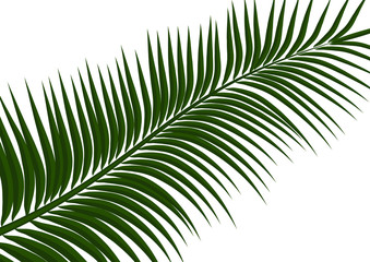 Tropical background. Realistic palm tree leaves. Exotic beauty for travel Design, promotion and marketing. Vector illustration - Vector graphics