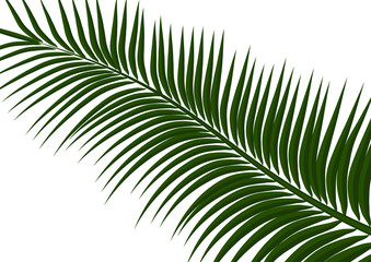 Tropical background. Realistic palm tree leaves. Exotic beauty for travel Design, promotion and marketing. Vector illustration - Vector graphics