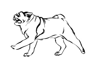 Hand drawn running pug puppy dog. Vector sketch black isolated animal pet illustration on white background