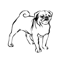 Hand drawn pug puppy dog. Vector sketch black isolated animal pet illustration on white background.