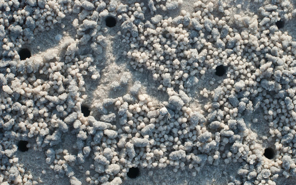 Crabs and sand grains on the beach with blurred background