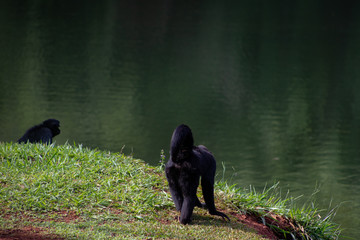 couple of mammals feeling the meaning of life