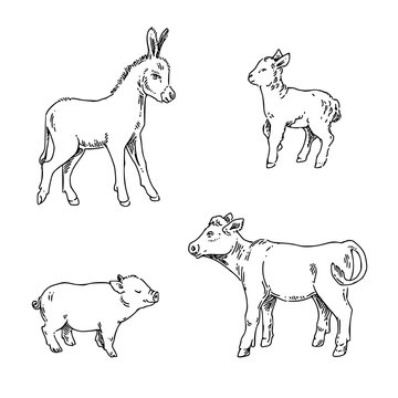 Set of young farm animals. Lamb, pig, calf and donkey. Sketch. Engraving style. Vector illustration.