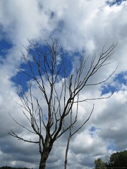 One Single Isolated Black Tree with Bare Branches without Leaves and Blue Cloudy Sunny Sky with White Clouds