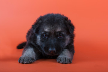 Eastern European shepherd puppy on orange background