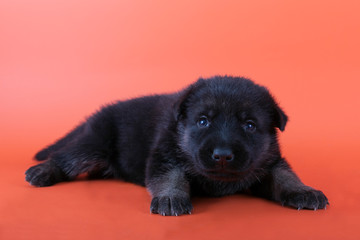 Eastern European shepherd puppy on orange background