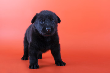 Naklejka premium Eastern European shepherd puppy on orange background