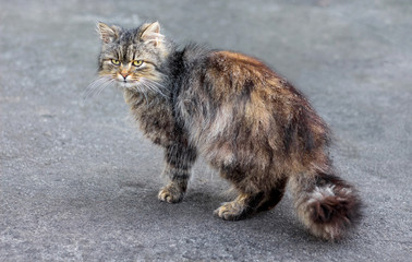 A fluffy cat stands on the pavement and looks back_