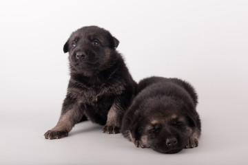 Two funny puppies lie next to each other on a gray background. East European shepherd. Sleepy puppy