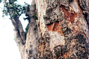 bark of a tree