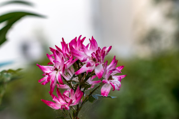 Beautiful pink flowers in the street