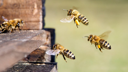 Honigbienen am Bienenstock - obrazy, fototapety, plakaty