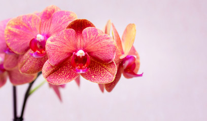 Fototapeta na wymiar Pink orchids close-up. Copy space_