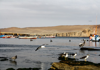 Playa Lagunillas(Paracas/Peru)