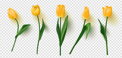 Fototapeta Realistic vector tulips set on transparent background.Vector illustration obraz