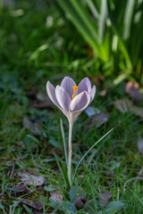 A purple crocus flower in the spring sunshine