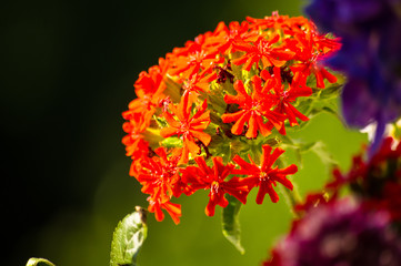 a bouquet of bright spring flowers of various types