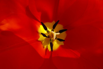 fiore di tulipano rosso - primo piano della corolla