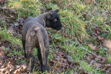 young new born black lamb explores the world