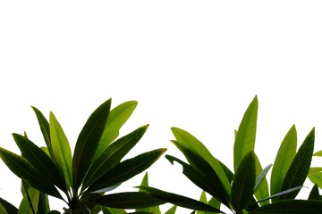 Tropical tree leaves with branches on white isolated background for green foliage backdrop 