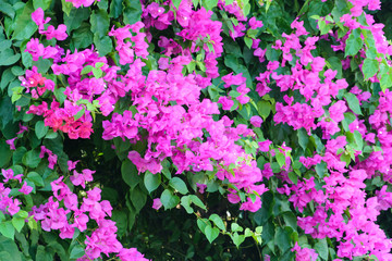 beautiful natural background. pink flowers of bougainvillea with green foliage curl on the fence