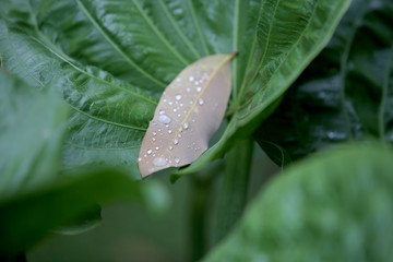 morning dew on leaf