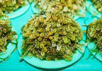 Close-up of freshly harvested green seaweed in portions on plates sold at the Central Wet Market in Puerto Princesa City, Palawan, Philippines © Michael