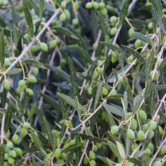olive branches with fruits on a green blurred background