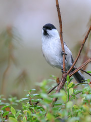 Willow tit