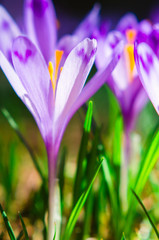 Fototapeta premium Purple flower in nature. Beautiful crocus flowers during spring. Selective focus.