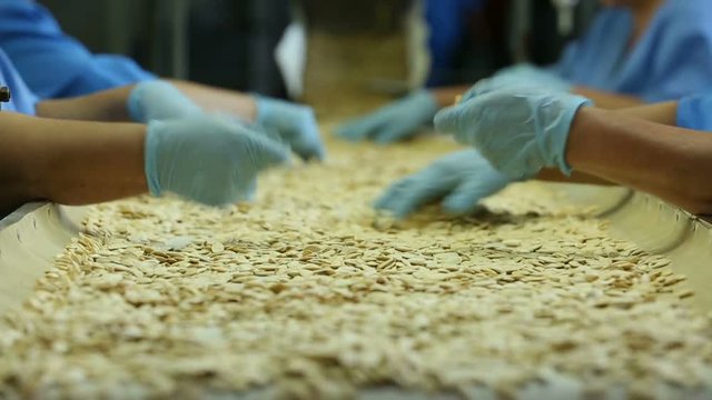 Mounted video from different pieces. Pumpkin Seeds, manual bulkhead line. Many female hands in gloves. Close-up, pumpkin seeds fall down. Snack production.
