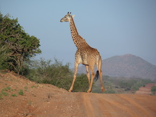 giraffe in the savannah