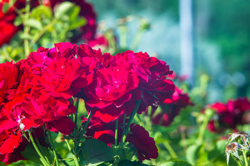 Red Rose flower. Nature. close up, selective focus