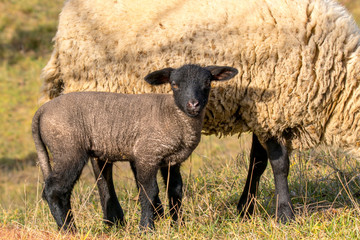 Obraz premium young new born black lamb explores the world