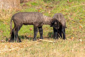 young new born black lamb explores the world