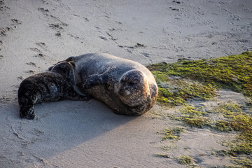 Sea lion pup lays by its mother on La Jolla Beach