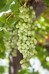 Vertical color photo of a bunch of white wine grapes hanging from a grapevine in the Napa Valley Wine Country of California.